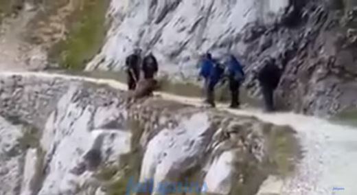 Senderistas arrojan un jabalí por un precipicio en Asturias