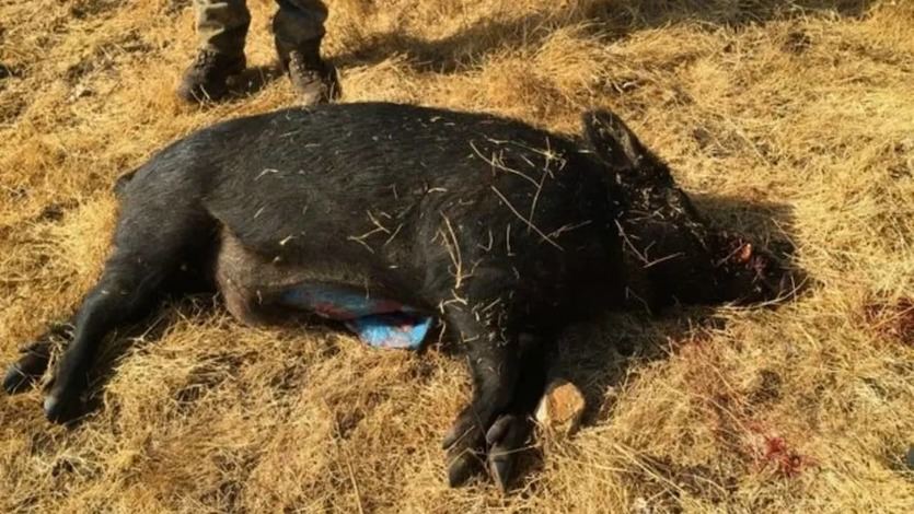 Un jabalí muerto con carne azul tras comer pesticidas