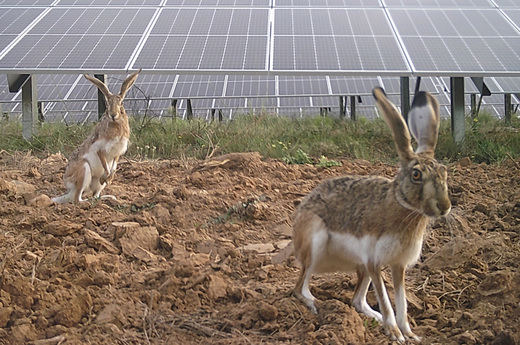 Liebres y plantas fotovoltaicas 