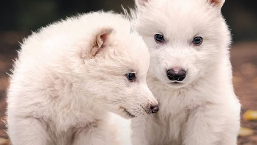 Cachorros de lobo gigante híbrido