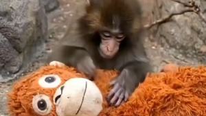 La historia de Punch sigue enterneciendo: le quitan el peluche