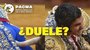 La controvertida pregunta de Pacma a Morante tras su cogida: "¿Duele...?"