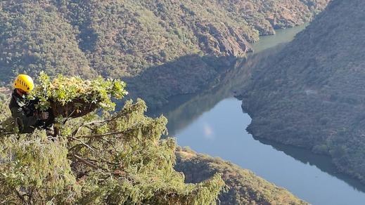 Nidos de buitre negro