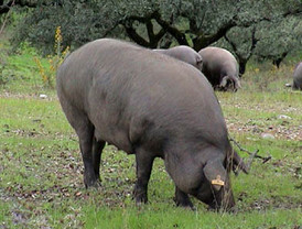ASAJA apoya, sin fisuras, la norma de calidad del Ibérico