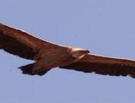 Los elásticos presupuestos de Blanco