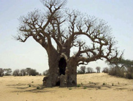 'El Puma' cantará hasta el final