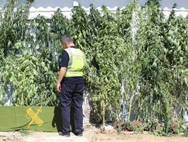 Detenido en Sanlúcar la Mayor por cultivar en su parcela plantas de marihuana