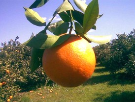 Asaja cree que la huelga de CCOO en la recolección de la naranja 'no tendrá ningún efecto'