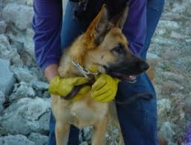 X Jornadas de Unidades Caninas de Salvamento en Cartagena