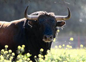 'El toro sin barreras', de la Diputación de Valencia