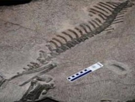 Hallan fósil de minúsculo dinosaurio con cuernos en Corea del Sur