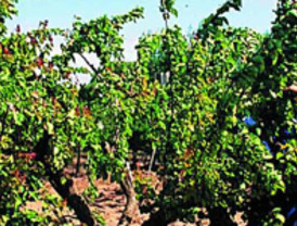 Roma vence al Inter y avanza a final de Copa Italia