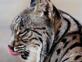 Salgado veta 'la recaída' de la economía en su discurso