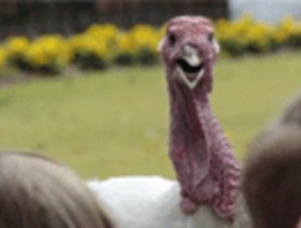 Los americanos consumen 48 millones de pavos el día de Acción de Gracias