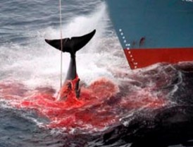 La ausencia de Chávez