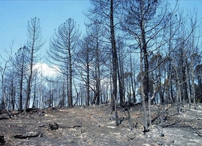 Zona afectada por el incendio en 2005