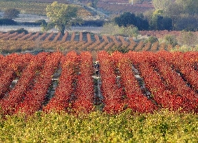 Los ecologistas denuncian que Castilla-La Mancha agilice trámites para plantar viñedo en zonas ZEPA