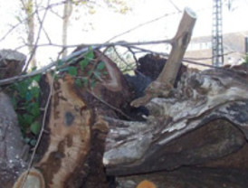 Ecolo-Los Verdes denuncian la penosa gestión del Jardín Botánico del Malecón