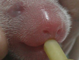 AN modifica Ley del Consejo Federal de Gobierno