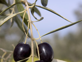 Los olivareros acumulan pérdidas de 1.900 millones