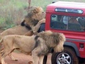 Leones matan a un hombre durante safari