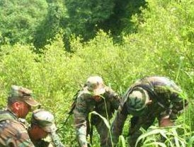 Cuatro terroristas fueron capturados en Aucayacu