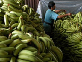 Bananeros firmarán contratos de comercialización