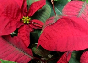 ¿Eres de abeto o de flor de pascua?