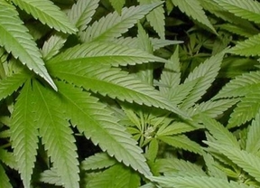 Fumar cannabis reduce ciertos síntomas de la esclerosis múltiple