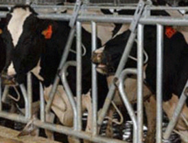 La IGP Carne de Ávila incrementa un 7% sus animales comercializados