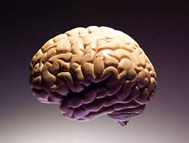 Descubren que daño cerebral causaría memoria falsa