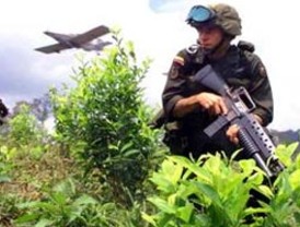 40% de coca boliviana se desvía al narcotráfico