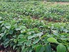 Advirtieron sobre los riesgos de monocultivo de soja en Argentina