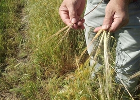 UPA Castilla-La Mancha alerta de la 'sequía extrema' que padece la región