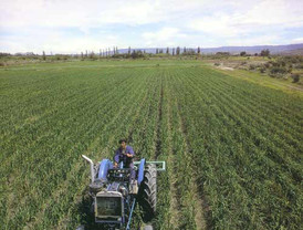 Multitudinaria marcha en Washington