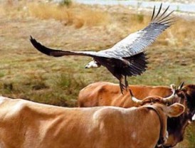 Detenido Kinito, ex dirigente de HB y confidente de Amedo