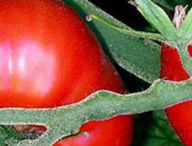 Los invernaderos de tomate murcianos recibirán más de 6,3 millones de euros por ayudas del Estado