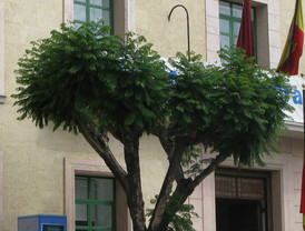 Juez autoriza la entrega de los 12 fallecidos en Barcelona