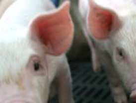 Título Concacaf no sustituye Torneo Bicentenario: Villa