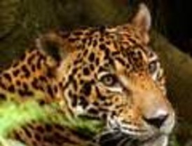 La Moral de un político en tela de juicio