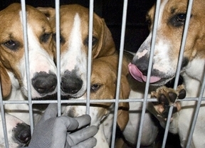 España se lleva la palma: ¿metió carne de perro en albóndigas holandesas?