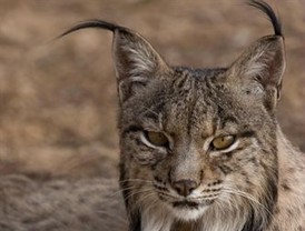 Del Parlament... a la calle: lo que ocurrió después del 'no' a las corridas de toros