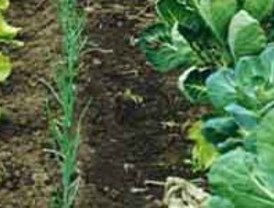 El 'gran capitán' Raúl también da ejemplo con sus declaraciones: 'El Madrid es favorito'