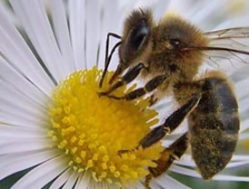 Desaparición de las abejas tendría un fuerte impacto ambiental