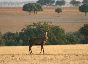La Federación de Caza de Castilla-La Mancha quiere cazar en los Parques Nacionales