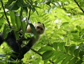 José Montilla pide 'máxima unidad' de las fuerzas políticas en torno al Estatuto catalán