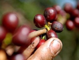 Rosales cree que la propuesta de enmienda es “engañosa”