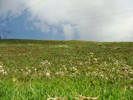 Asaja estima que la liberalización del mercado eléctrico 'le cuesta 110 millones a los regantes andaluces'