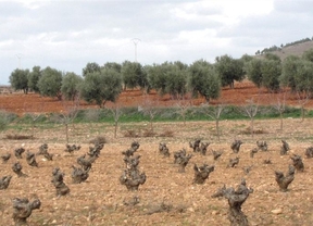 Castilla-La Mancha creará la Indicación Geográfica Vinos de la Tierra de Castilla