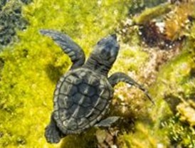 ¿Por qué le preocupa tanto a la prensa británica la banca española?